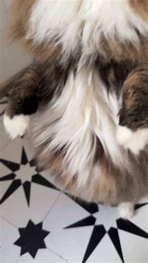 One pump (@onepumpwonder)’s videos with original sound - One pump