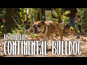 Continental Bulldog Breed Profile – Temperament, History and Responsible Breeding