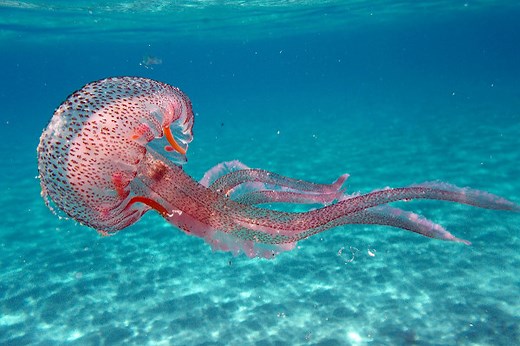 Cnidários: estrutura, classificação e reprodução - Brasil Escola