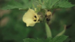 Woman cutting yellow edible flower from the plant with scissors. Slow motion, shallow depth of field, close up.