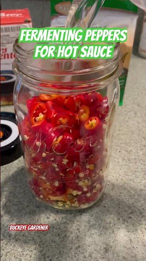 Fermenting Peppers for Hot Sauce🌶️🌶️