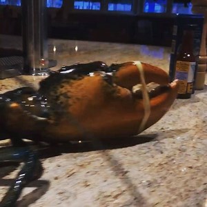 Lobster Night 咽 5p-9p at @bigfishgrillrehoboth #rehobothbeach #bigfishrestaurantgroup #dinnertonight #lobsternight #seafoodlovers | Big Fish Grill Rehoboth | Facebook