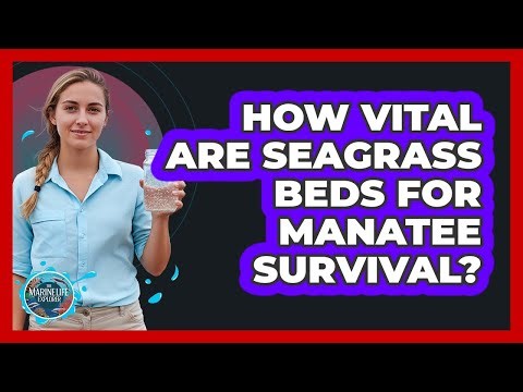How Vital Are Seagrass Beds For Manatee Survival?
