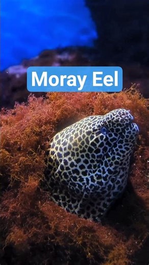 Spot the Moray: Nature’s Hidden Predator