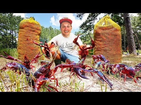Stocking massive crawfish for backyard world record bass