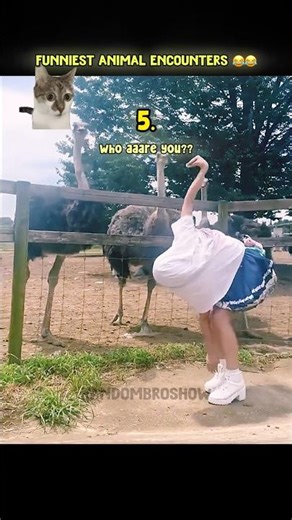 Funny Animals with Humans