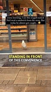 This Seagull is a THIEF 🤣 🎥 (Veberley Macdonald via ViralHog) #seagull #seagullvideos #funnybirds #birdvideos #funnyanimals | Brennan Rogers