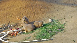 Three black-tailed prairie dogs eating