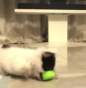 21K views · 2.5K reactions | Mommy, I found green monster  | Puppies Club | Facebook