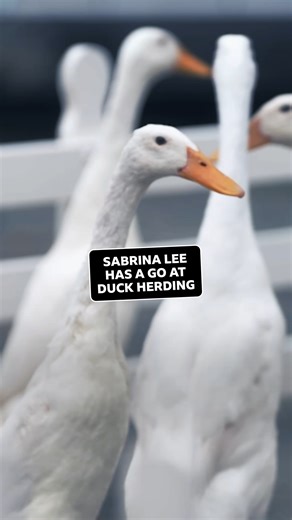 5.9K views · 91 reactions | The Quack Pack! 閭 Sabrina Lee tries her luck at herding some Indian Runner Ducks #RoyalWelshShow #duckherding #birdsofinstagram #farming | BBC Cymru Wales | Facebook