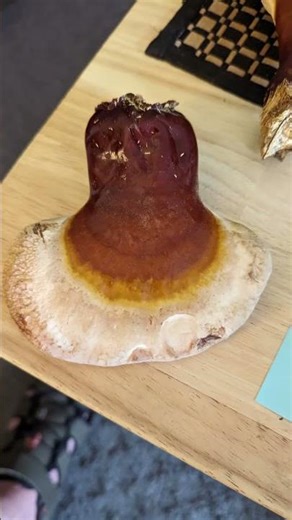 The hemlock varnish shelf (Ganoderma tsugae) Reishi