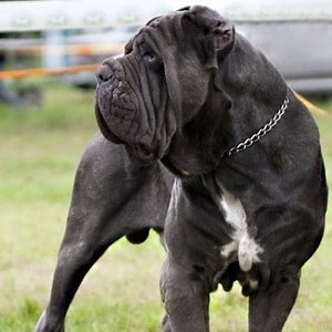 Types of Mastiff: Characteristics, Curiosities and more ▷➡️ Postposmo