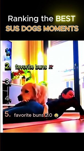 Ranking top 5 dogs sus moments 🤣🤣😂#trendingshorts #dog #love