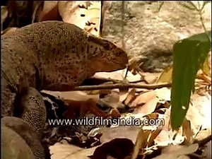 Monitor lizard in the wild