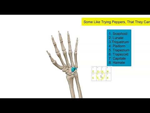 Hand anatomy