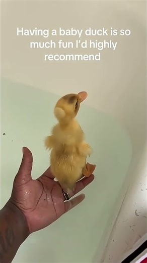 If you needed a reason to get a duck here’s one #duck #crestedduck #thaduckfather