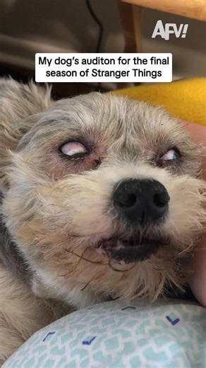 He wants to be a DemoDOGon #afv #strangerthings #dogs #funny | America's Funniest Home Videos