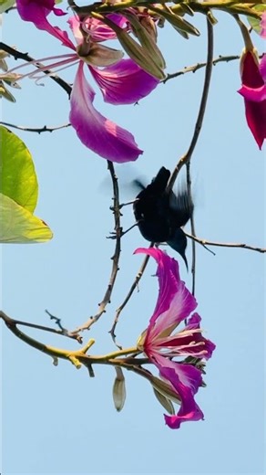 Humming bird slow motion #hummingbird #birds #nature