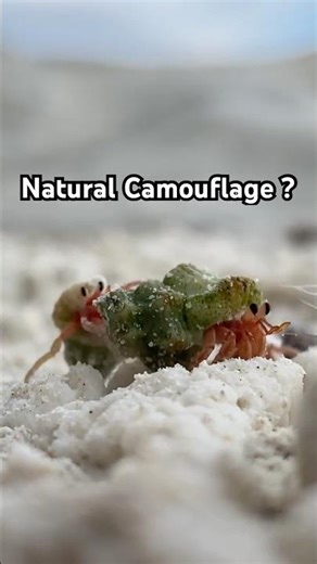 Why is this hermit crab GREEN? 🌿🦀 #shorts #nature