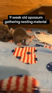 When you order from our merch shop, this is how we gather the packing materials 🌝❤️!! A big thank you to Kalaoutdoors on tiktok for capturing this footage!! We’re done packing orders for the day and are settling in for a slumber party. A ouija board sesh is too scary for us, but we ARE working on a Sesame the Opossum Tarot Deck!!! We’re drawing tarots then rolling up in the paper towels and biodegradable packing peanuts to sleep. We have some fun new items at itsmesesame.com/merch — if you have