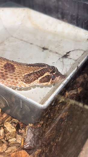Just a Hognose Snake having a drink 💦🐍 #hognosesnake #snake #fyp #fupシ #fypage