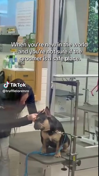 Frenchie Puppy’s First Bath Experience at Petco