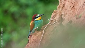 A rare bee-eater (Merops apiaster) sitting near a nesting hole and looking out for its partner.