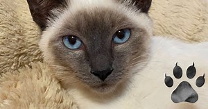 Is Your Siamese Cat Aggressive? Here's What You Need to Know