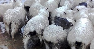 Wild rabbits ride on sheep to escape flood