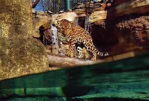 Can tigers swim? Watch video of Jacksonville Zoo tiger Beppy enjoying a water plunge
