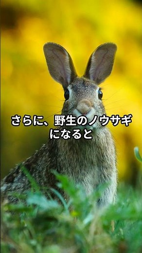 ウサギのジャンプ力がすごすぎる！？前に跳ぶ天才アスリート【ウサギの雑学】 #ウサギ #ジャンプ力 #ノウサギ #動物の雑学 #ショート動画