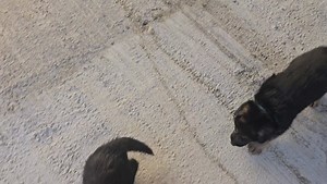 147K views · 5.3K reactions | Bailey 4 week old german shepherd...