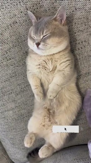😻 Cutest Cat Ever | #cat #adorable