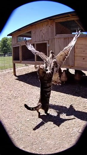 Hawk Attacks But Cat Fights Back!​​ #AnimalBattle #Versus #standoff2