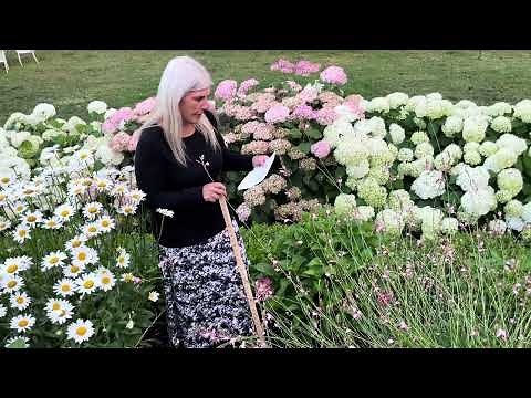 Bloomstruck Hydrangea and Summer Crush Hydrangea Endless Summer Hydrangeas