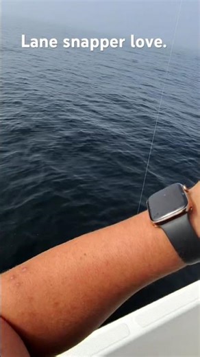 15” 1.85lb lane snapper #soberlife #fishing #viral #trending #lanesnapper #snapper #offshorefishing