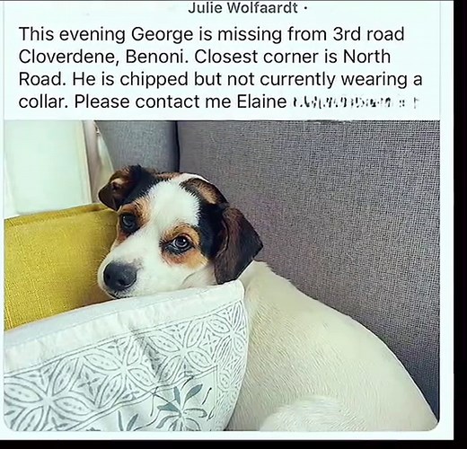 #DailydogsparentnewsLostFoundDogofCapeTownSouthAfrica #lostpets #CapeTownDogs