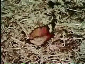 Sesame Street - Butterfly