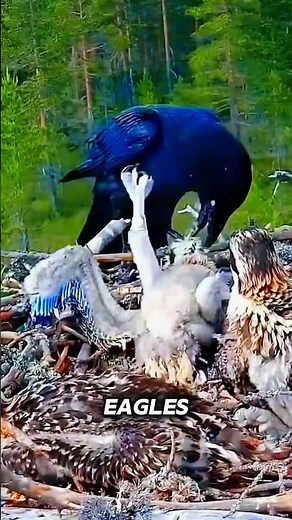Crows trick eagle to leave its nest.. tragic for her chicks #animals #wildlife #shorts