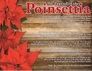 Legend of the Poinsettia - Courageous Christian Father