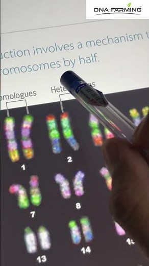 Homologous vs Non-Homologous Chromosomes Explained