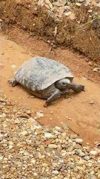 🐢 Juvenile Gopher Tortoise ⚠️ Threatened Species ⚠️
