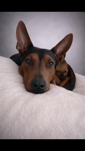 Quand maman fait mumuse avec l’IA 🤣🤣 #pourtoiii #dog #laizhouhong #france