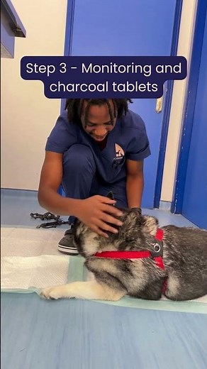 What to do if your dog ate chocolate!