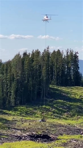 #trees #foryoupage #fyp #tree #plantertok #planttrees #plantingtrees #treeplanting #foryou #treeplanter | Antoine