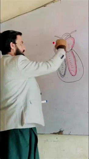 Understanding the Anatomy of the Heart in Class 9 Biology