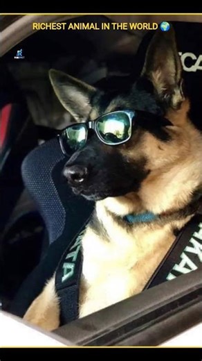 richest animal in the world 🌎|