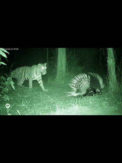 Porcupine vs Tiger: A Jungle Showdown