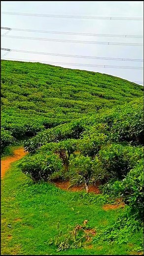 Darjeeling Tea Garden