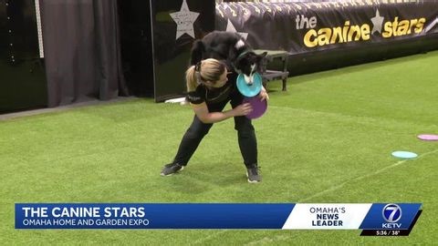 The Canine Stars bring high-flying rescue dog show to Omaha Home & Garden Expo | Haystack News